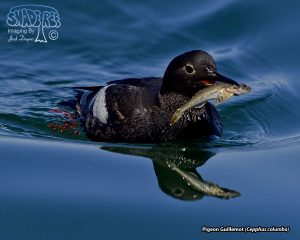 2019-07-28 San Luis Obisbo Guillemot