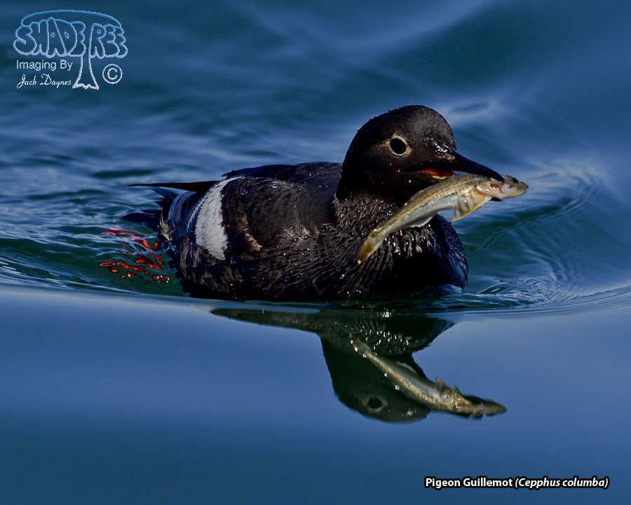 Pigeon Guillemot - Cepphus columba