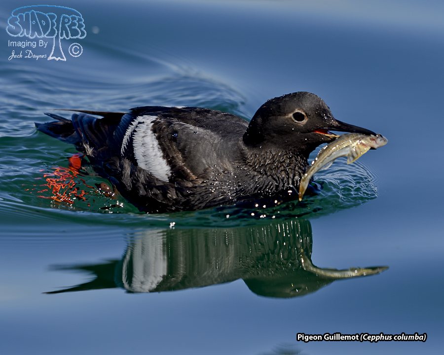 Pigeon Guillemot - Cepphus columba