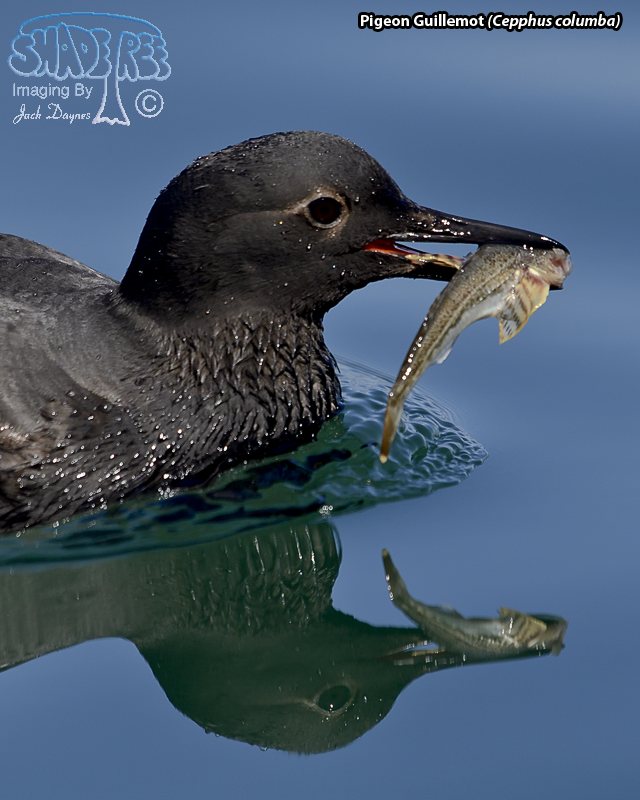 Pigeon Guillemot - Cepphus columba