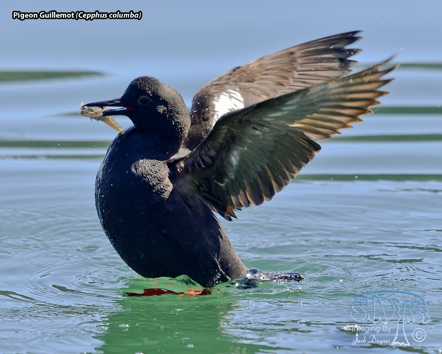 Pigeon Guillemot - Cepphus columba