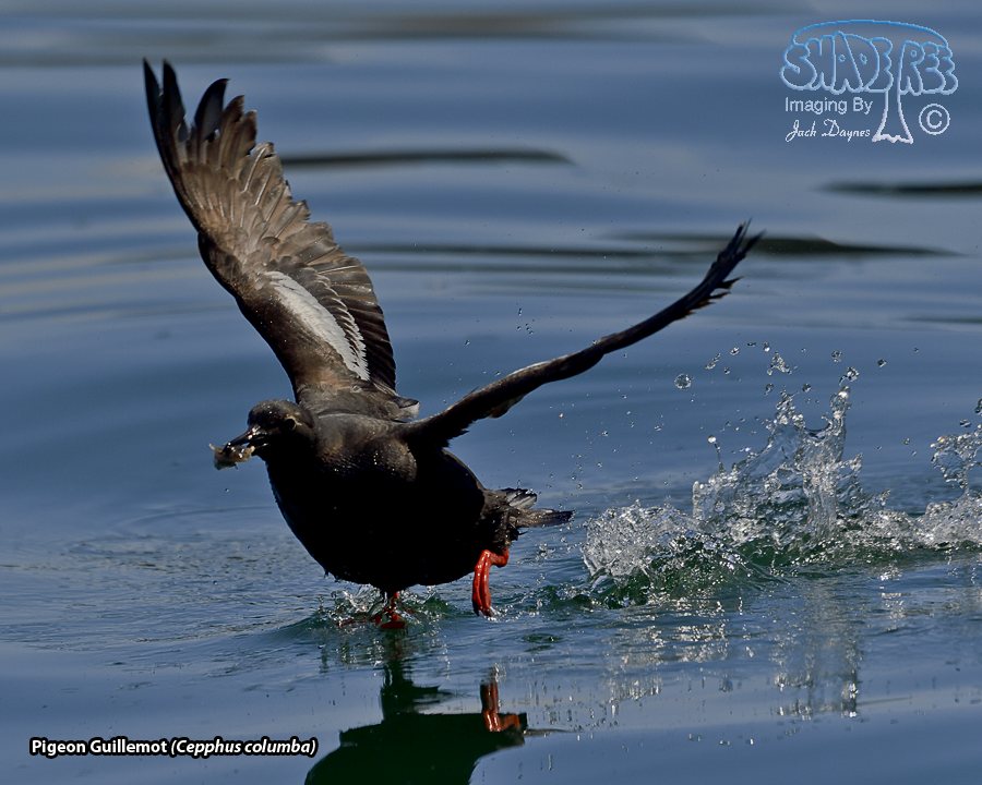 Pigeon Guillemot - Cepphus columba