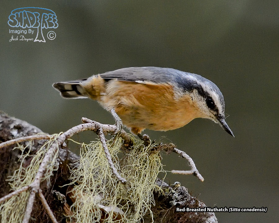 Red-Breasted Nuthatch - Sitta canadensis