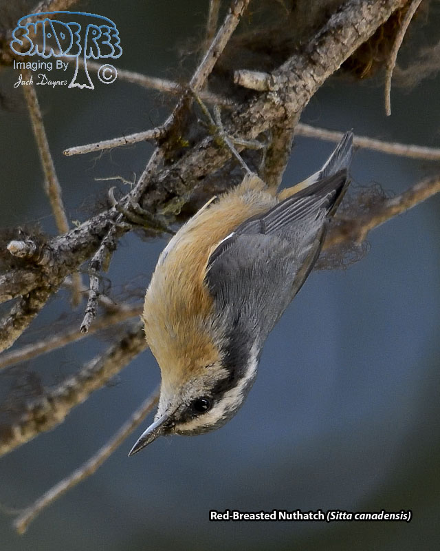 Red-Breasted Nuthatch - Sitta canadensis