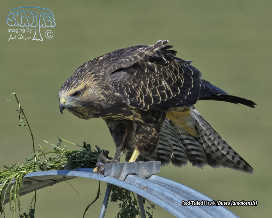 Red-Tailed Hawk - Buteo jamaicensis