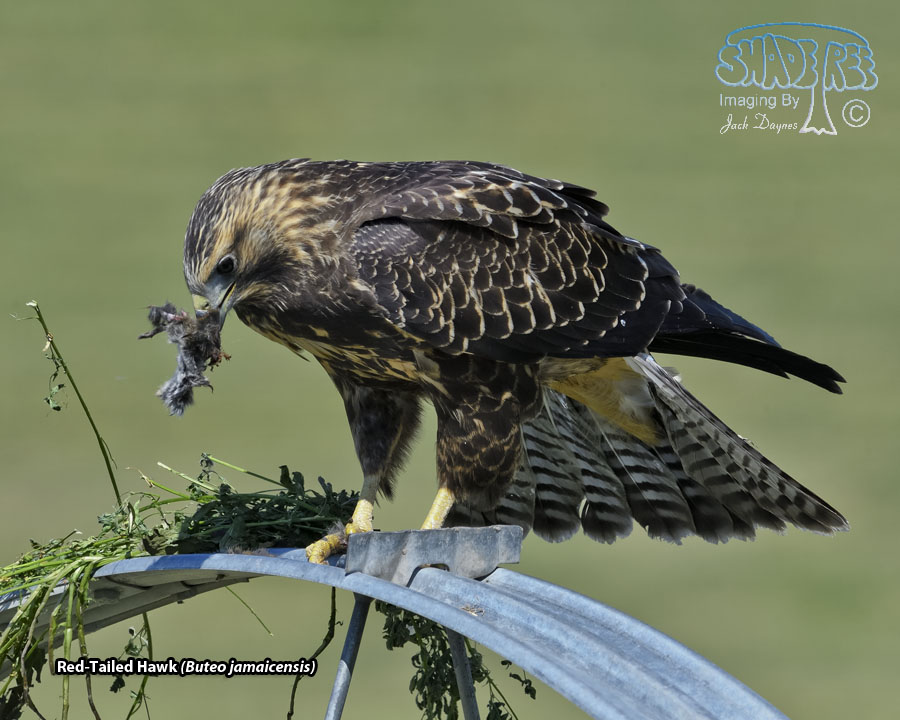 Red-Tailed Hawk - Buteo jamaicensis