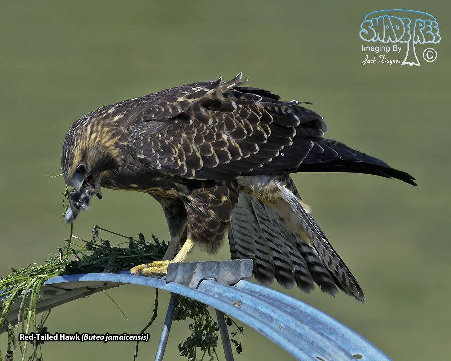 Red-Tailed Hawk - Buteo jamaicensis