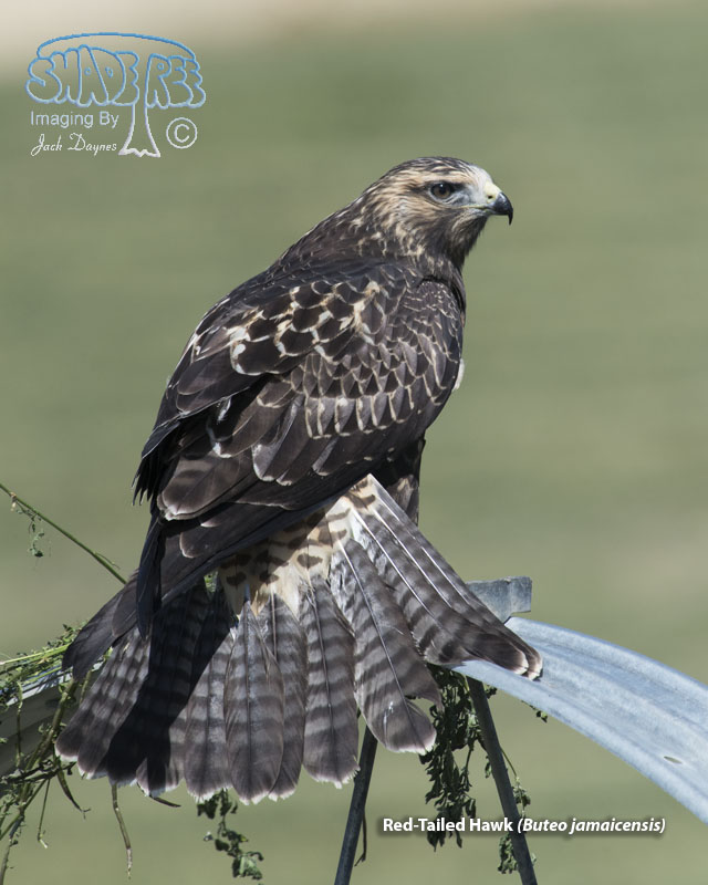 Red-Tailed Hawk - Buteo jamaicensis