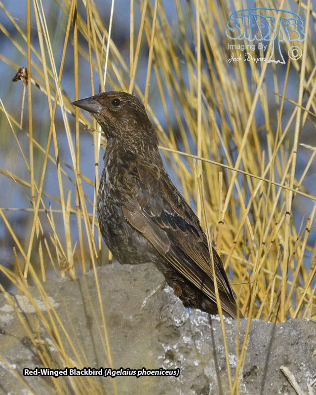 Red-Winged Blackbird - Agelaius phoeniceus