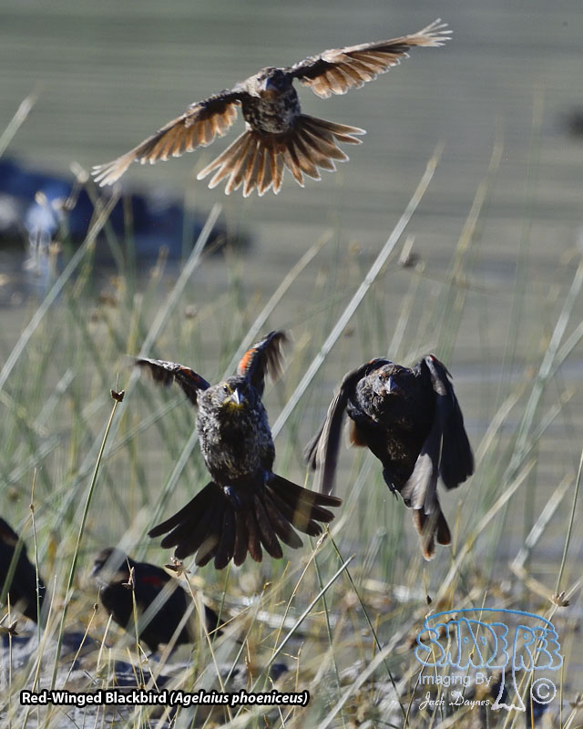 Red-Winged Blackbird - Agelaius phoeniceus