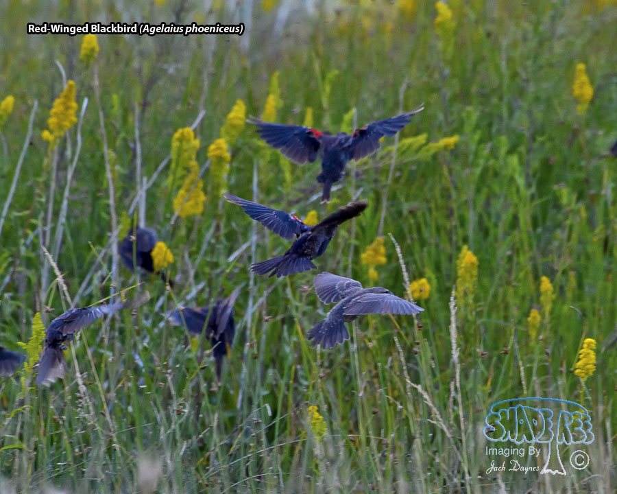 Red-Winged Blackbird - Agelaius phoeniceus