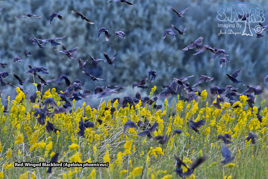 Red-Winged Blackbird - Agelaius phoeniceus