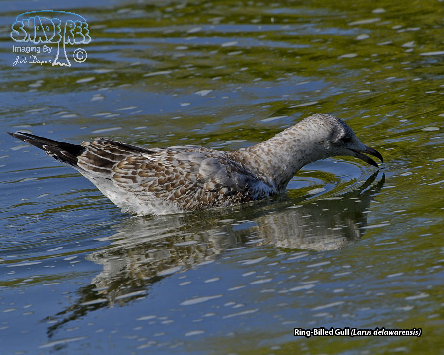 Ring-Billed Gull - Larus delawarensis