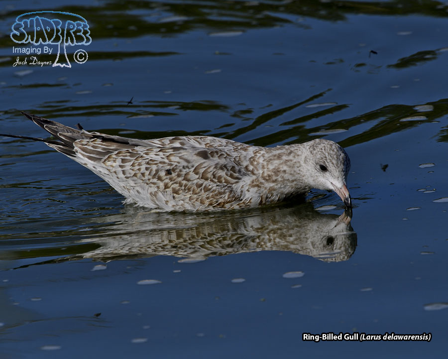 Ring-Billed Gull - Larus delawarensis