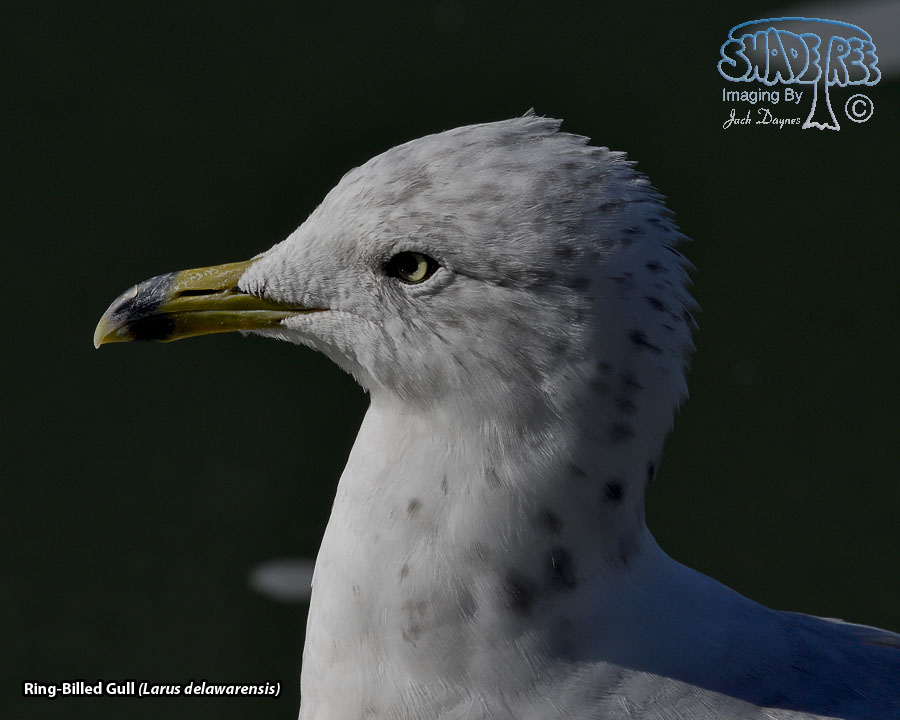 Ring-Billed Gull - Larus delawarensis