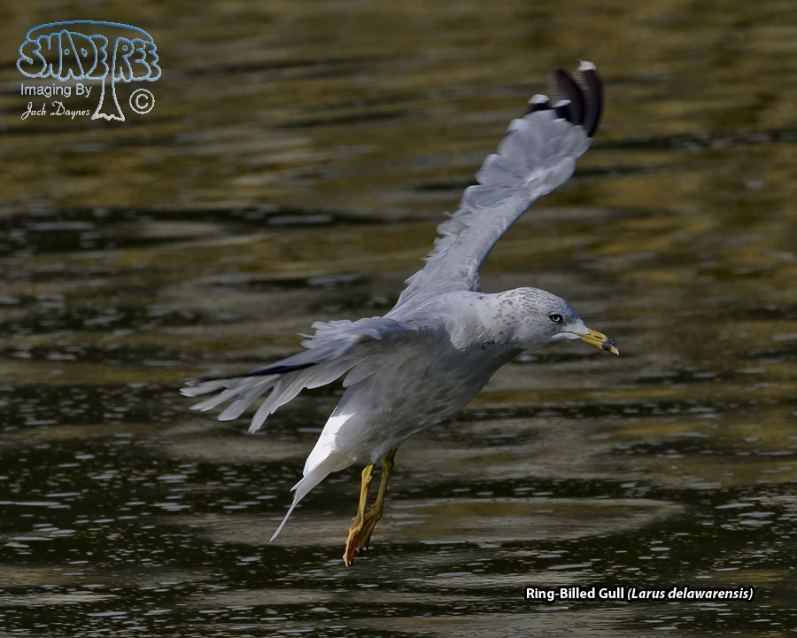 Ring-Billed Gull - Larus delawarensis