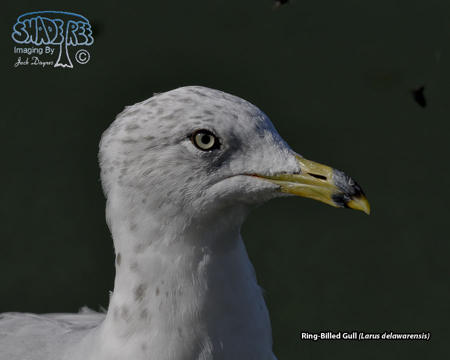 Ring-Billed Gull - Larus delawarensis