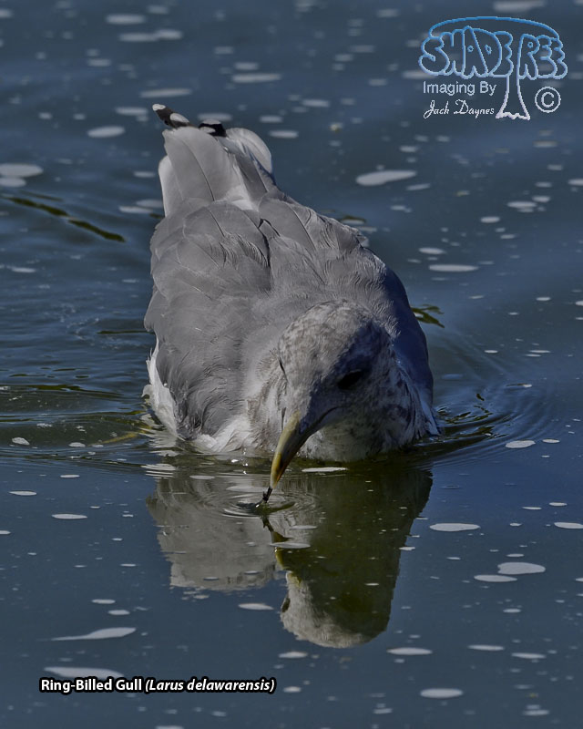 Ring-Billed Gull - Larus delawarensis