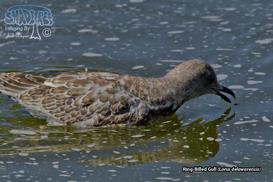 Ring-Billed Gull - Larus delawarensis