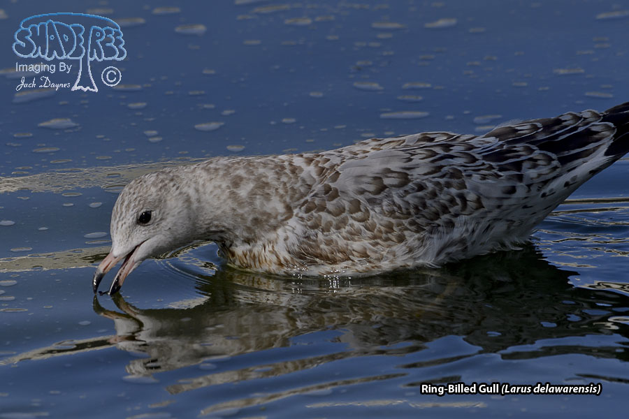 Ring-Billed Gull - Larus delawarensis