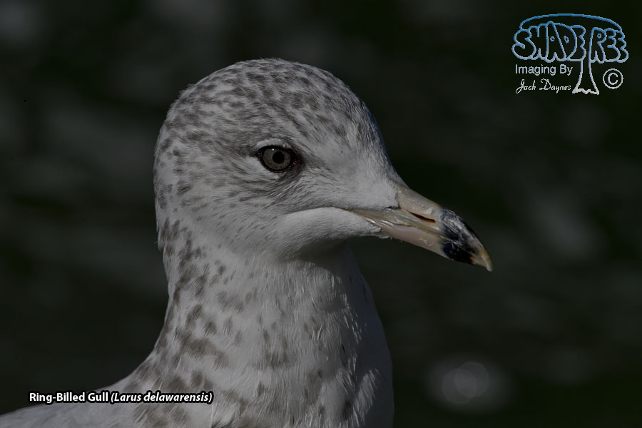 Ring-Billed Gull - Larus delawarensis