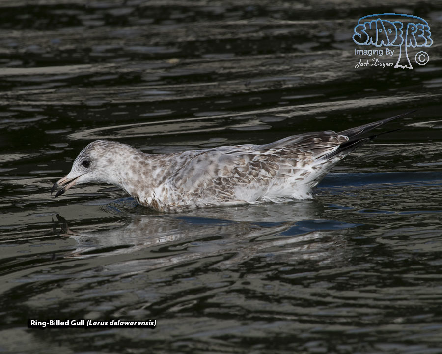 Ring-Billed Gull - Larus delawarensis