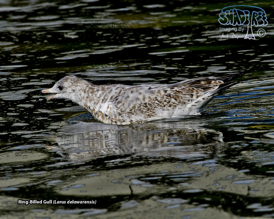Ring-Billed Gull - Larus delawarensis