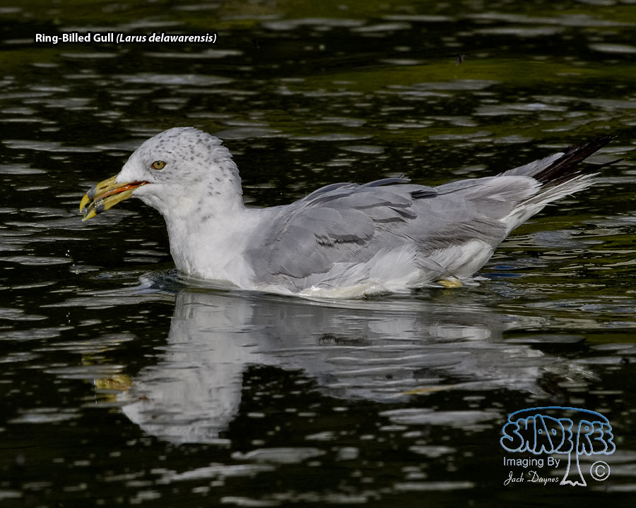 Ring-Billed Gull - Larus delawarensis
