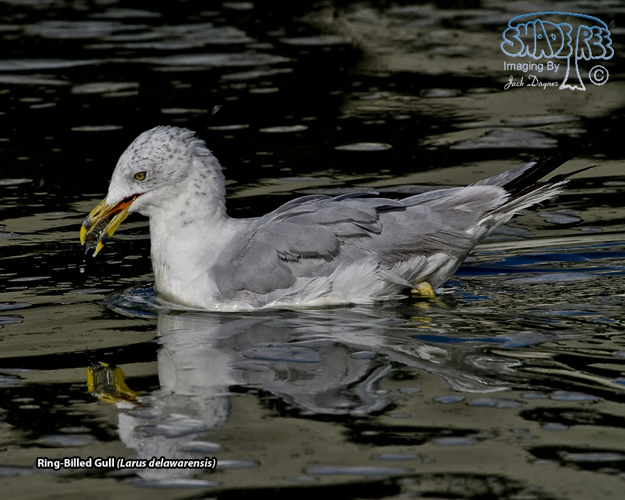 Ring-Billed Gull - Larus delawarensis