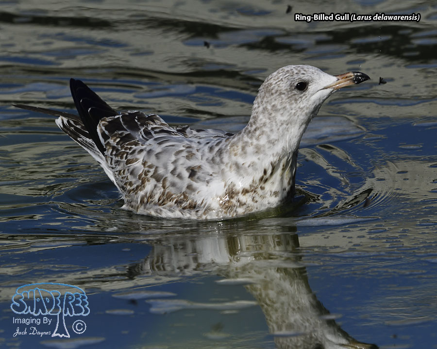 Ring-Billed Gull - Larus delawarensis