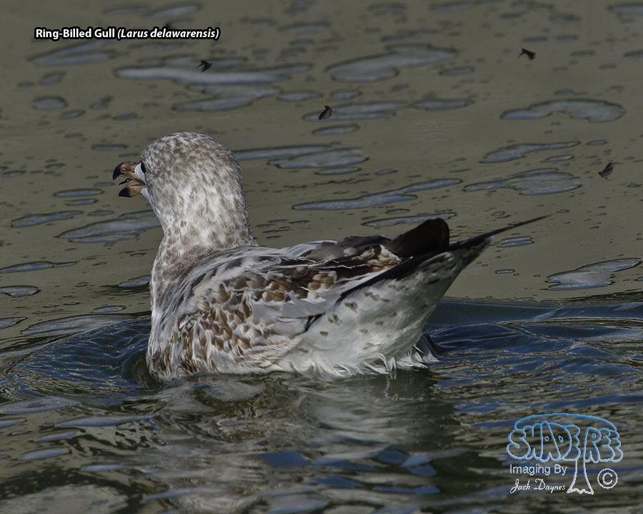 Ring-Billed Gull - Larus delawarensis