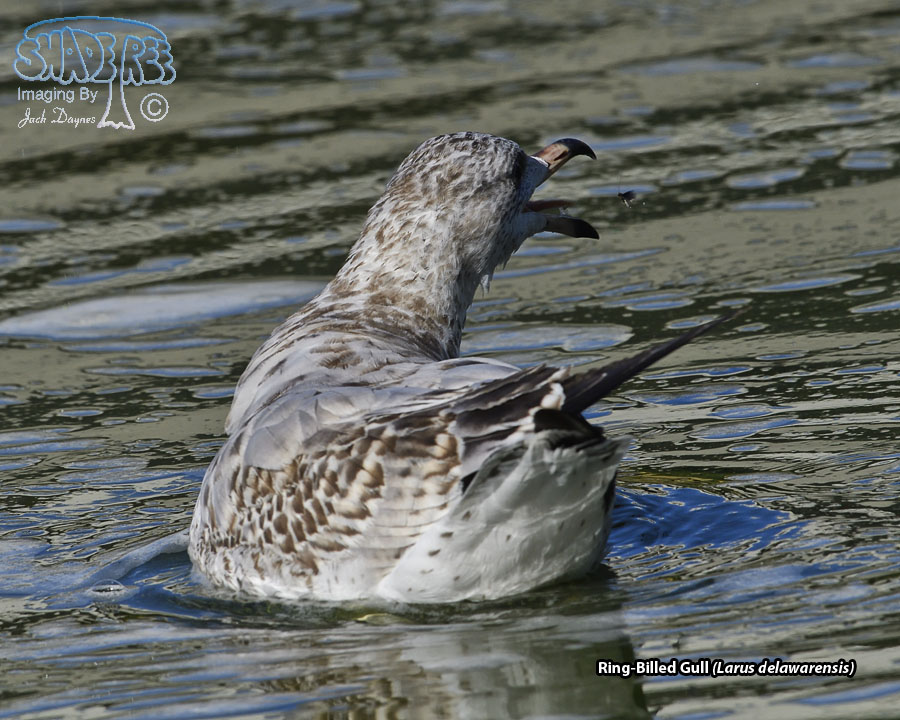 Ring-Billed Gull - Larus delawarensis