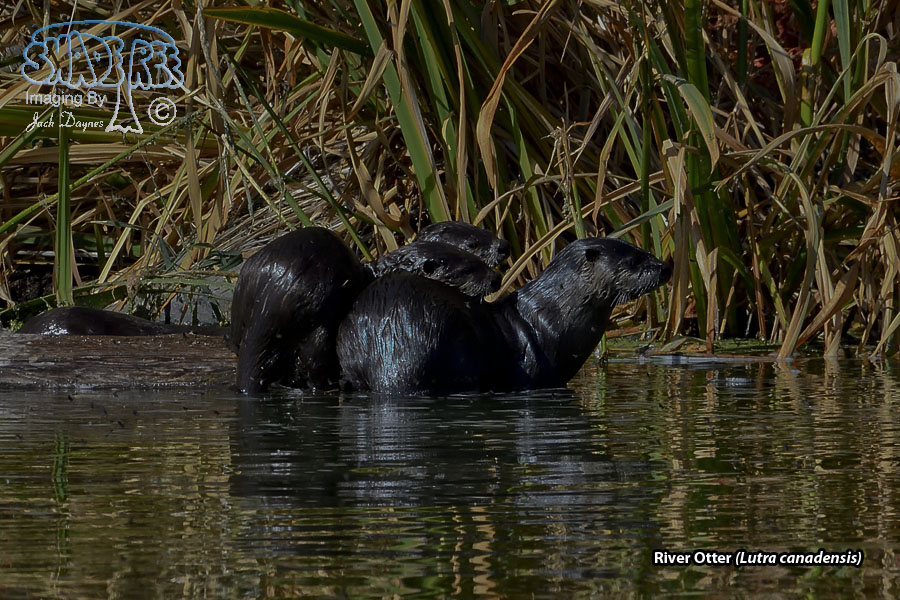 River Otter - Lutra canadensis