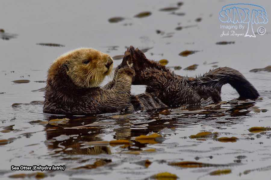 Sea Otter - Enhydra lutris