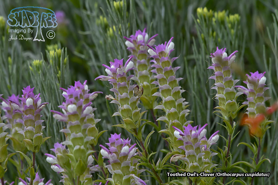 Toothed Owl's-Clover - Orthocarpus cuspidatus
