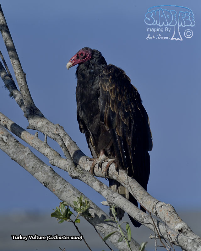 Turkey Vulture - Cathartes aura