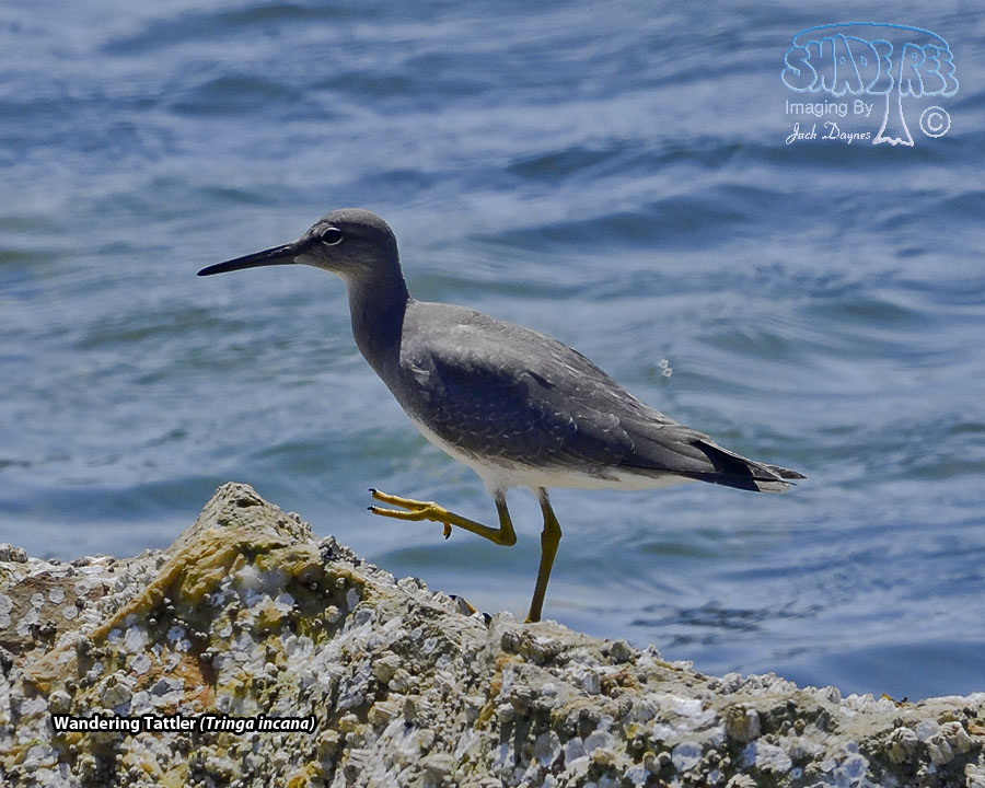 Wandering Tattler - Tringa incana