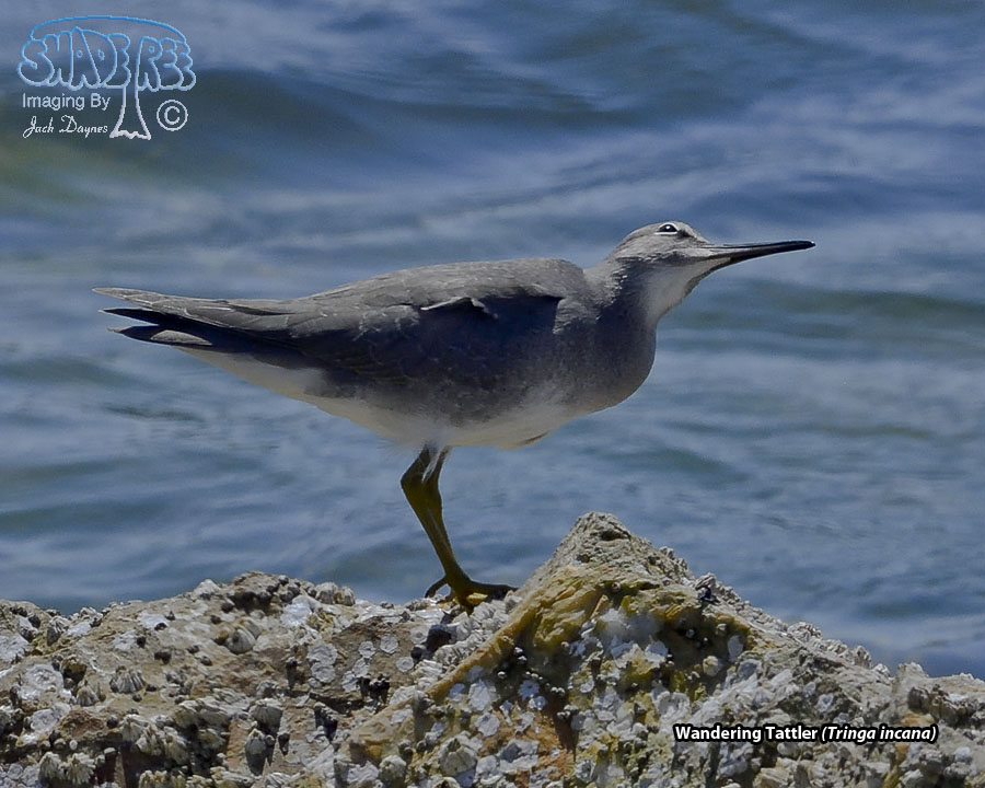 Wandering Tattler - Tringa incana