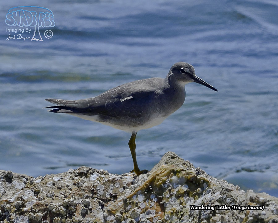 Wandering Tattler - Tringa incana
