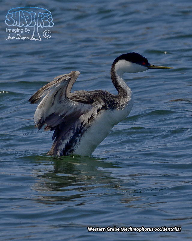 Western Grebe - Aechmophorus occidentalis