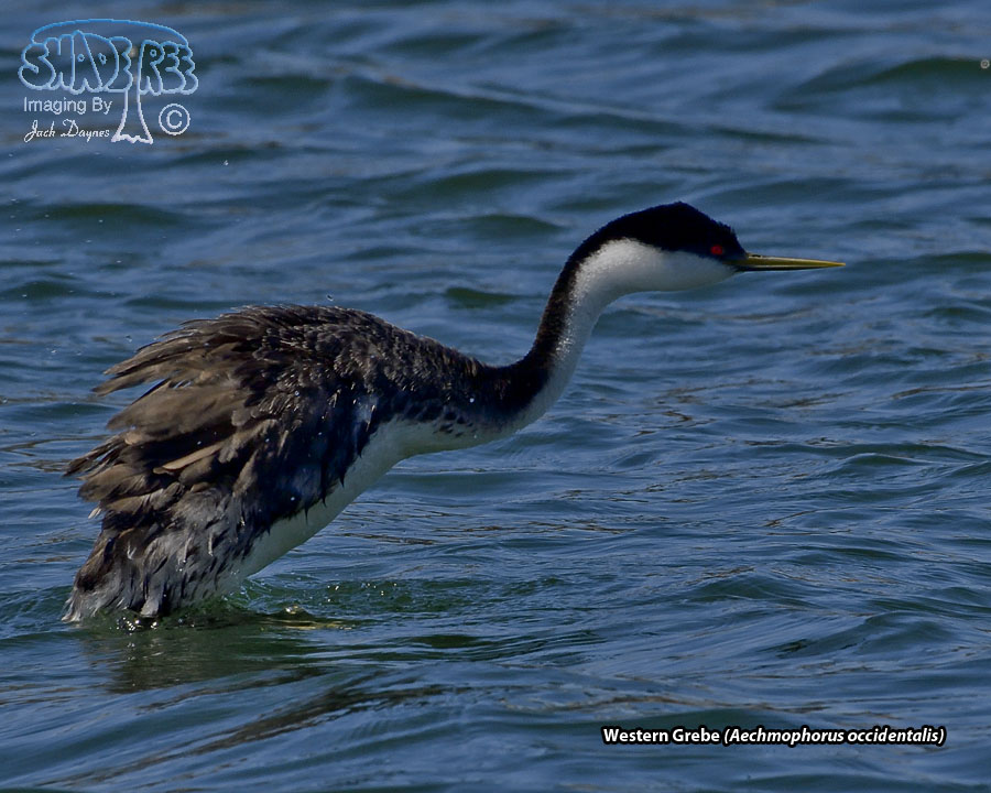 Western Grebe - Aechmophorus occidentalis