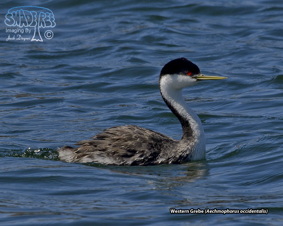 Western Grebe - Aechmophorus occidentalis