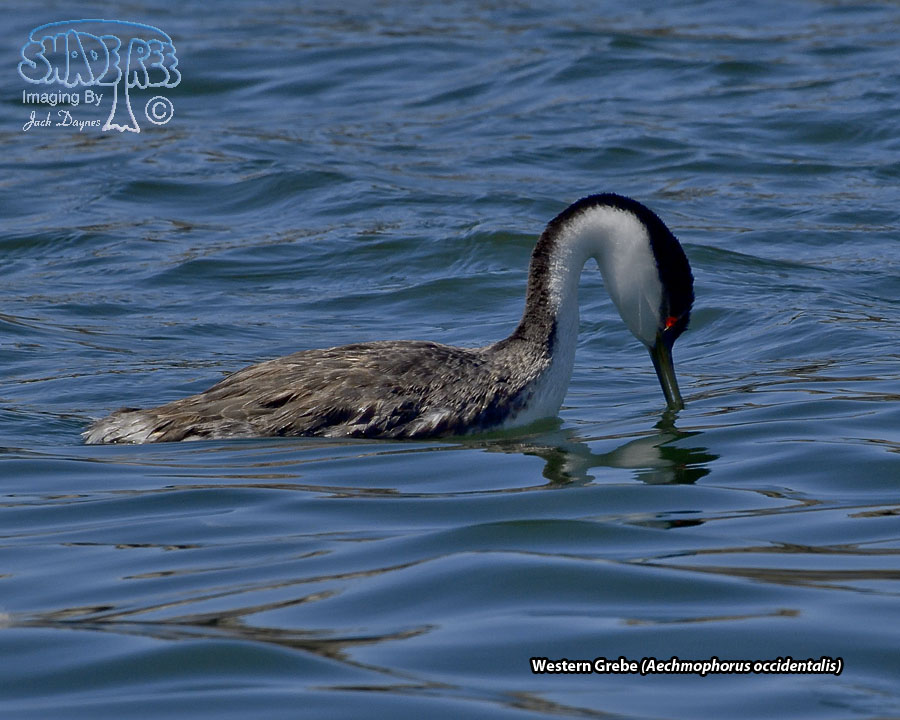 Western Grebe - Aechmophorus occidentalis