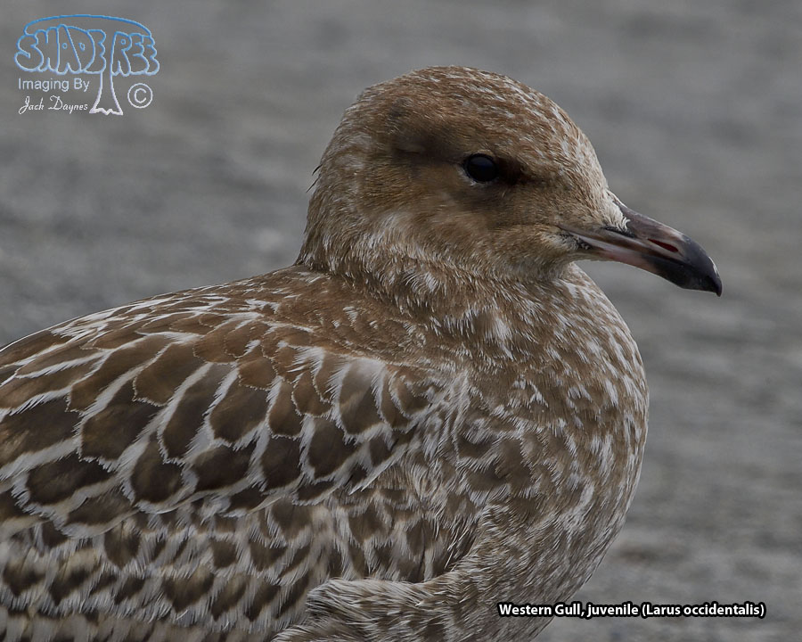 Western Gull - Larus occidentalis