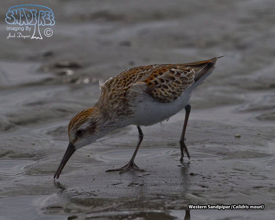 Western Sandpiper - Calidris mauri