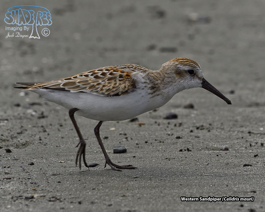 Western Sandpiper - Calidris mauri