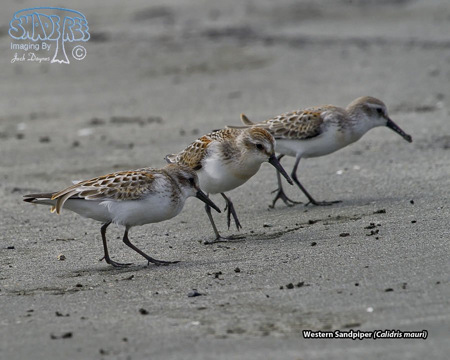 Western Sandpiper - Calidris mauri