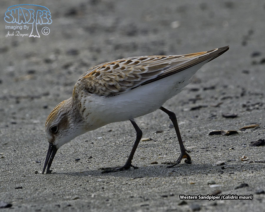 Western Sandpiper - Calidris mauri