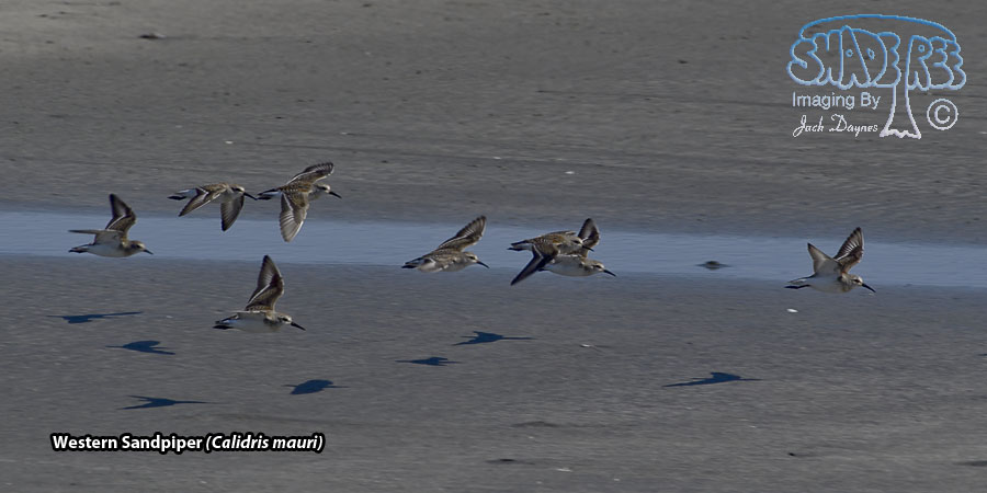 Western Sandpiper - Calidris mauri