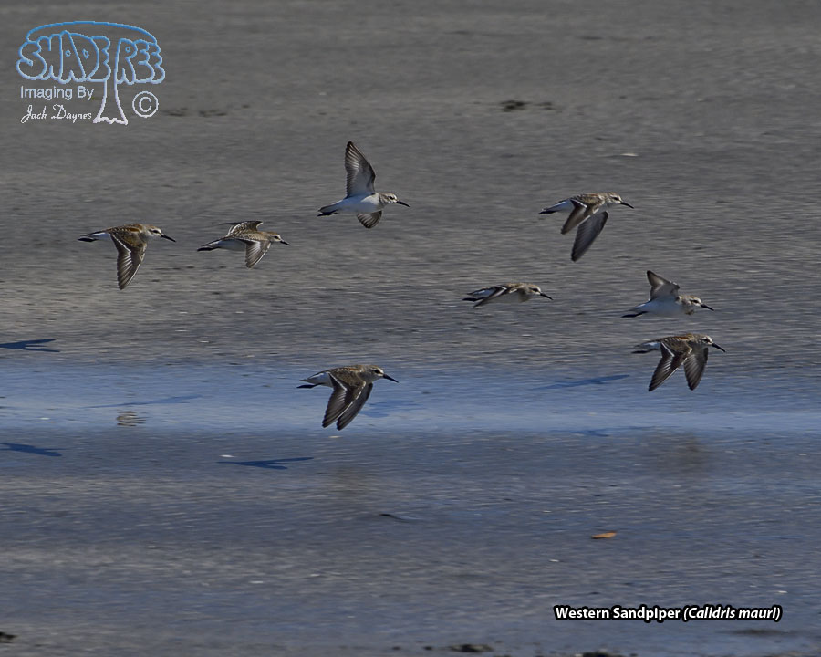 Western Sandpiper - Calidris mauri